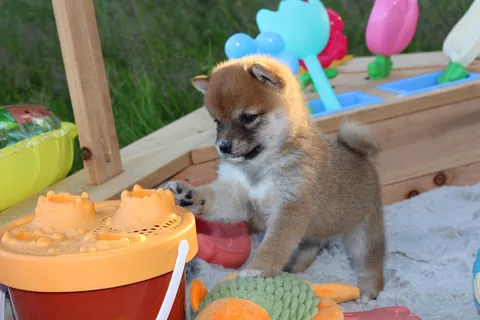 KAITO, chiot Mameshiba de l'élevage Kawaii Shiba - photo 3