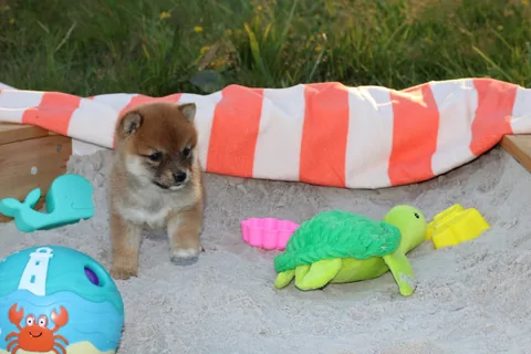 KAITO, chiot Mameshiba de l'élevage Kawaii Shiba - photo 4