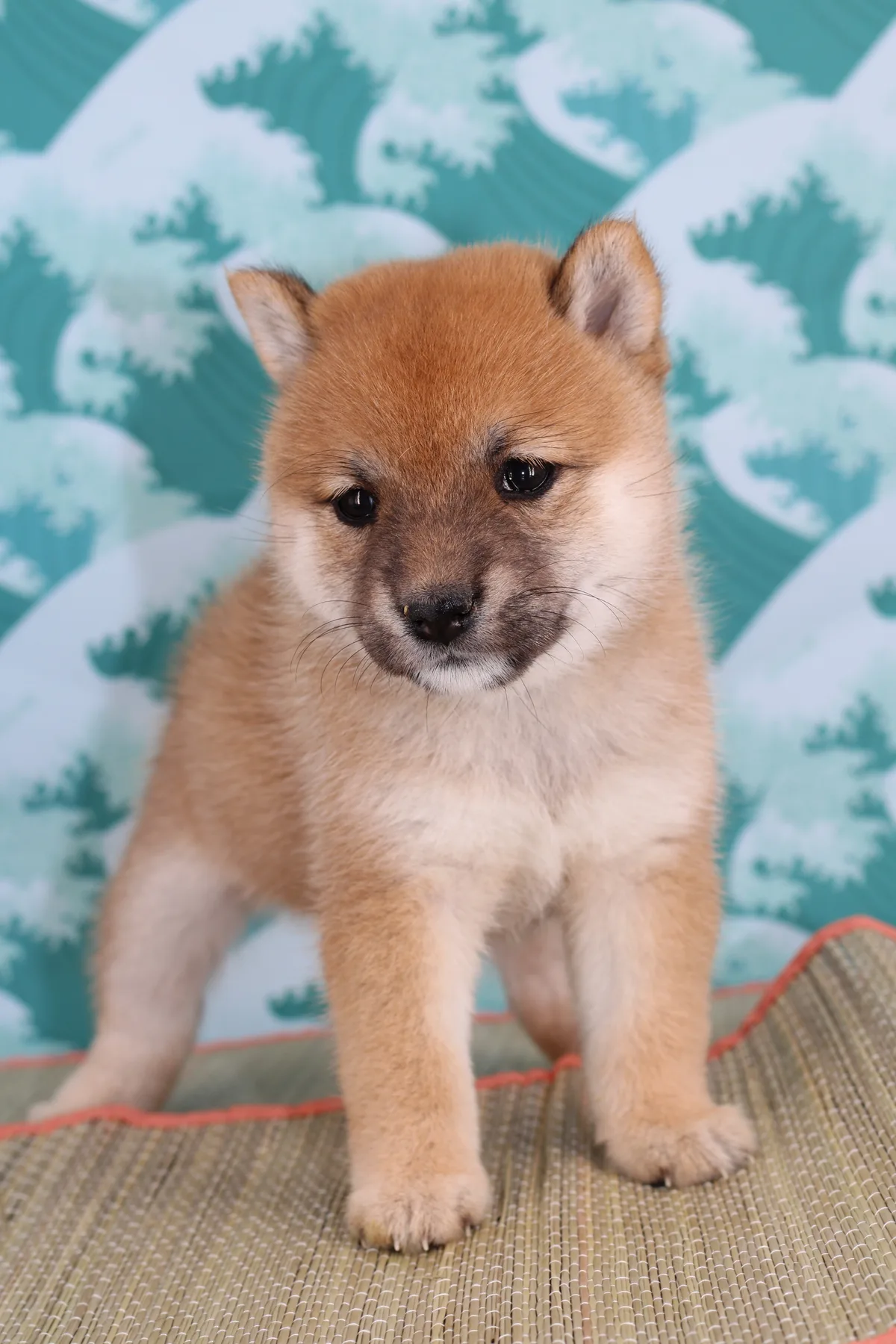 KIN, chiot Mameshiba de l'élevage Kawaii Shiba - photo 1