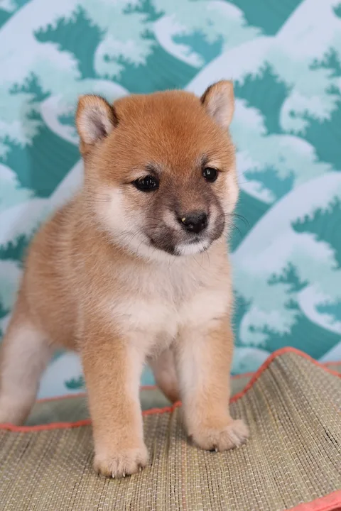 KIN, chiot Mameshiba de l'élevage Kawaii Shiba - photo 2