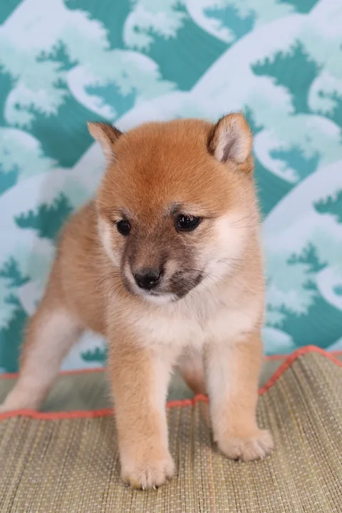 KIN, chiot Mameshiba de l'élevage Kawaii Shiba - photo 3