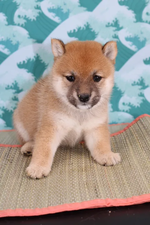 KIN, chiot Mameshiba de l'élevage Kawaii Shiba - photo 4