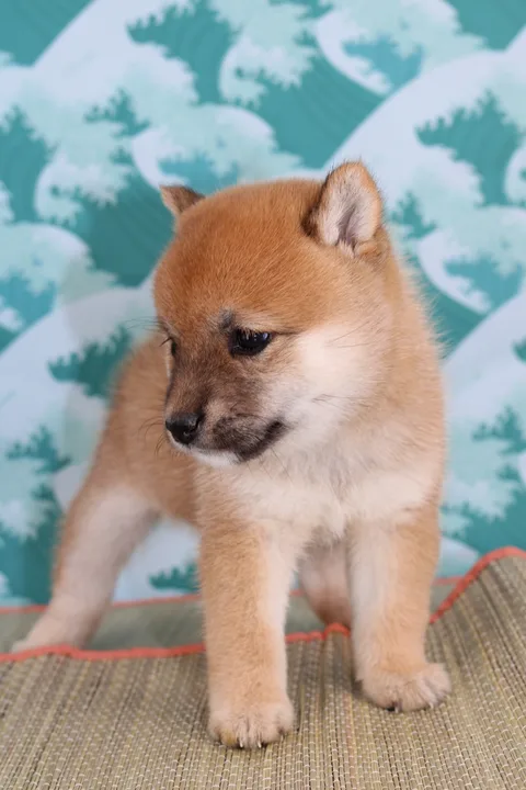KIN, chiot Mameshiba de l'élevage Kawaii Shiba - photo 5