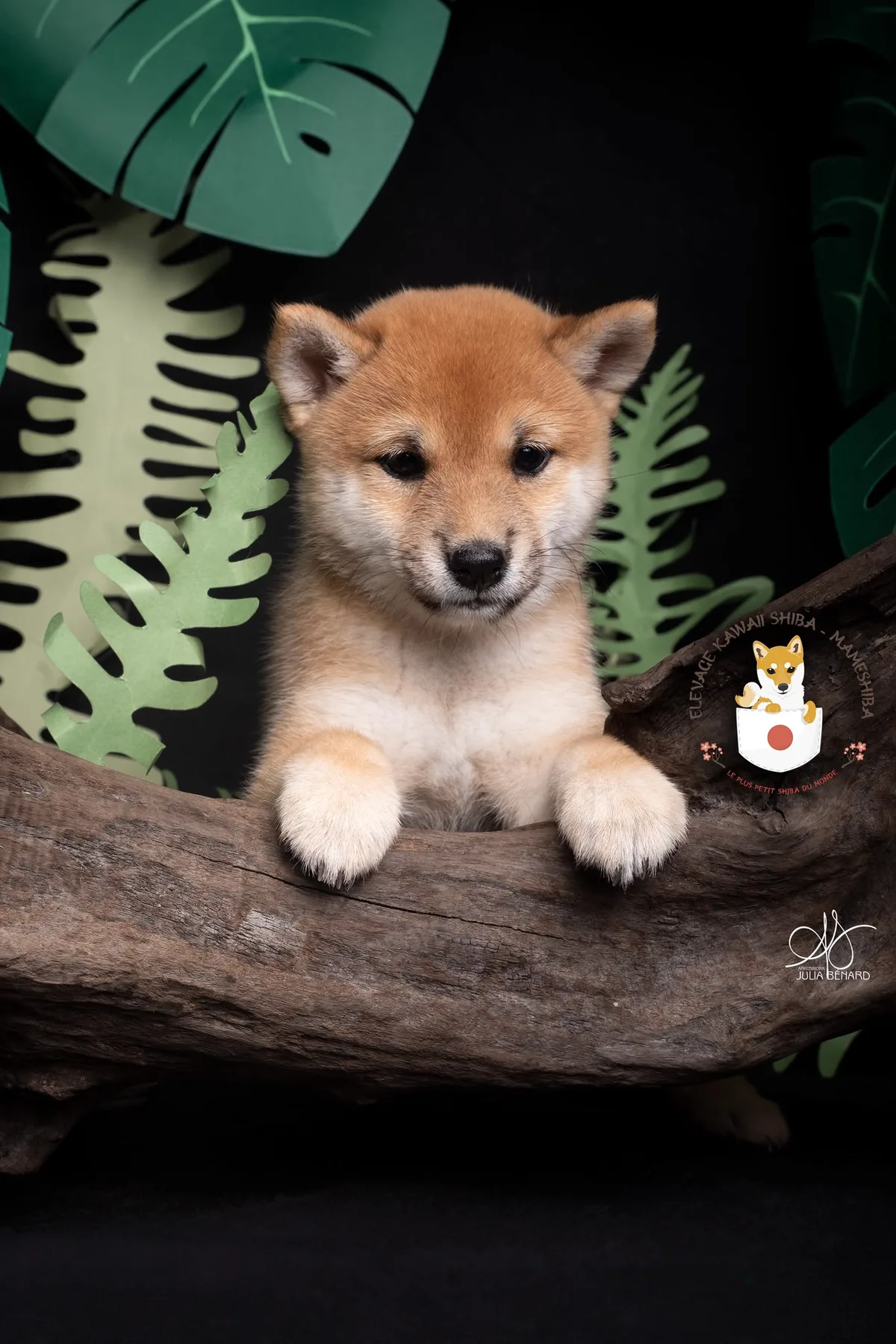 KIN, chiot Mameshiba de l'élevage Kawaii Shiba - photo 1