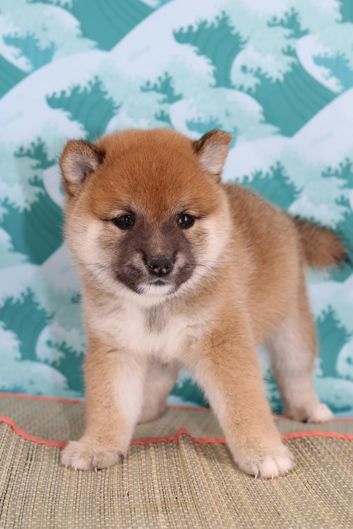 KO, chiot Mameshiba de l'élevage Kawaii Shiba - photo 1