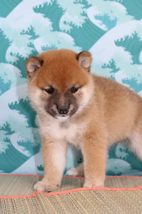 KO, chiot Mameshiba de l'élevage Kawaii Shiba - photo 2