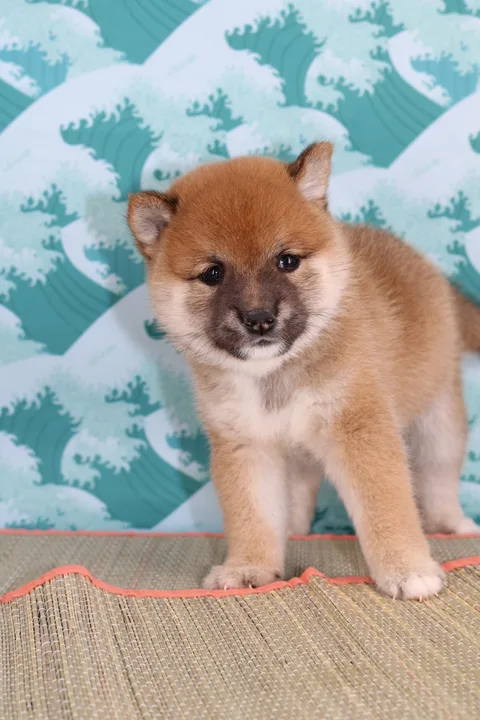 KO, chiot Mameshiba de l'élevage Kawaii Shiba - photo 3