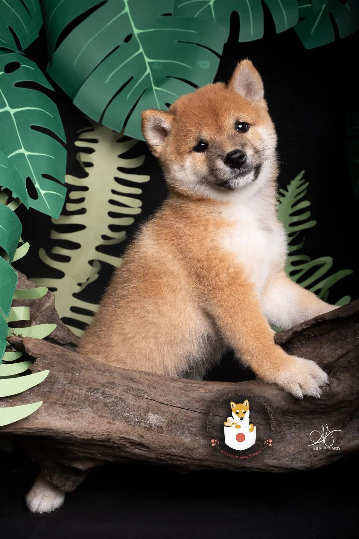 KO, chiot Mameshiba de l'élevage Kawaii Shiba - photo 1