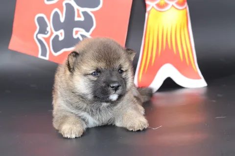 MANEKI, chiot Mameshiba de l'élevage Kawaii Shiba - photo 3