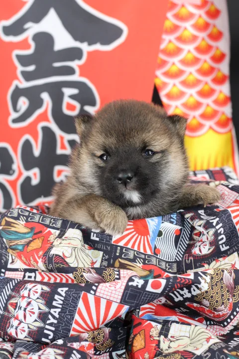 MANEKI, chiot Mameshiba de l'élevage Kawaii Shiba - photo 4