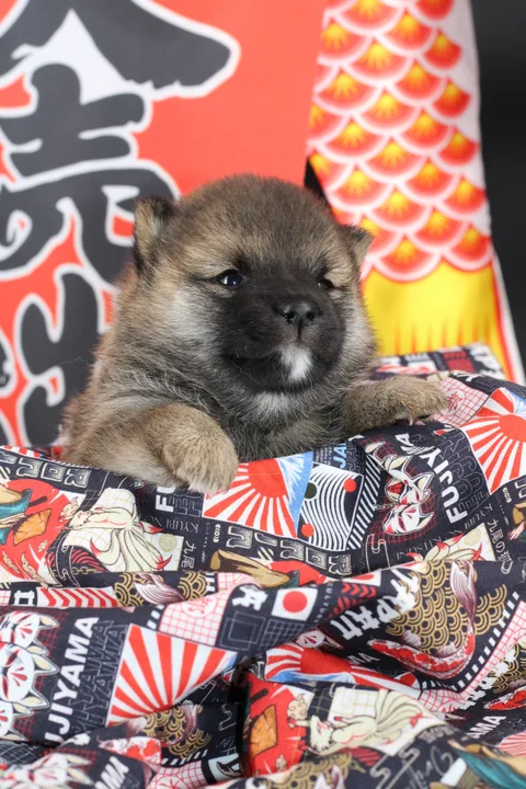 MANEKI, chiot Mameshiba de l'élevage Kawaii Shiba - photo 5