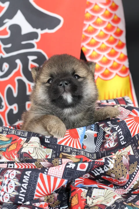 MANEKI, chiot Mameshiba de l'élevage Kawaii Shiba - photo 6