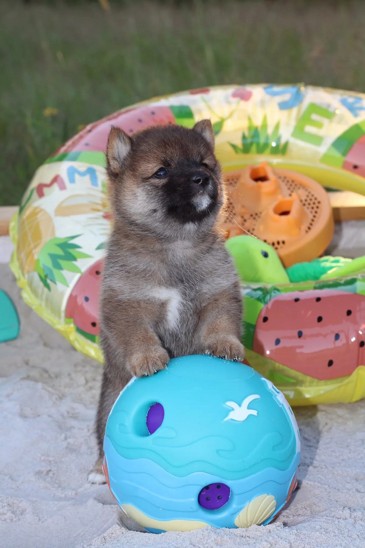 MANEKI, chiot Mameshiba de l'élevage Kawaii Shiba - photo 1