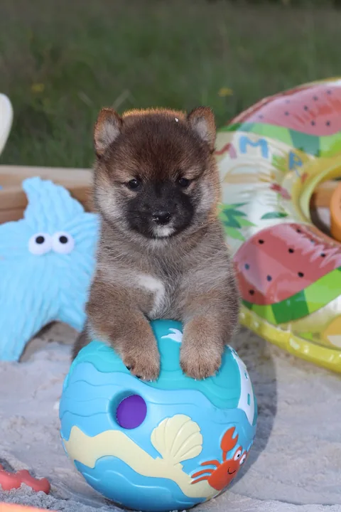 MANEKI, chiot Mameshiba de l'élevage Kawaii Shiba - photo 2