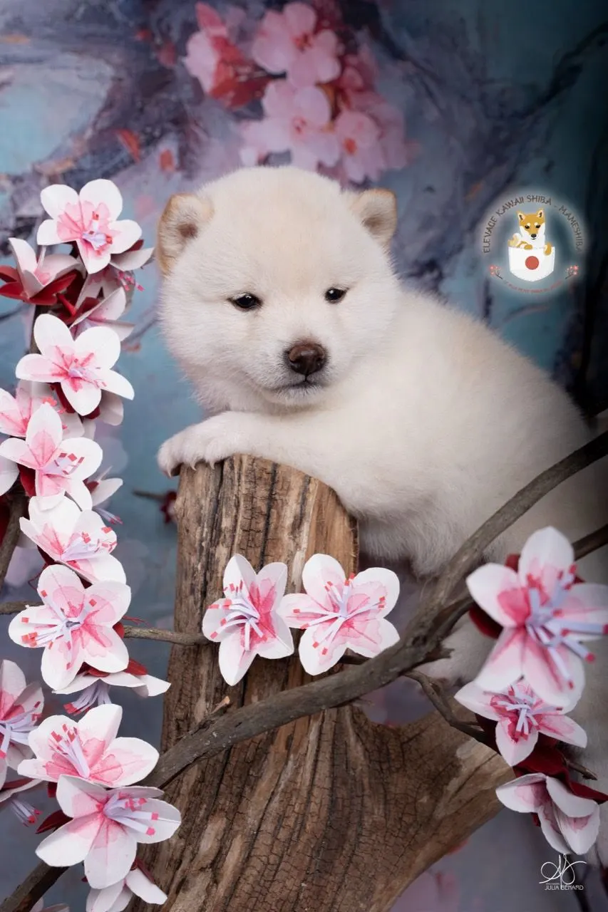 HOTARU, chiot Mameshiba de l'élevage Kawaii Shiba - photo 1