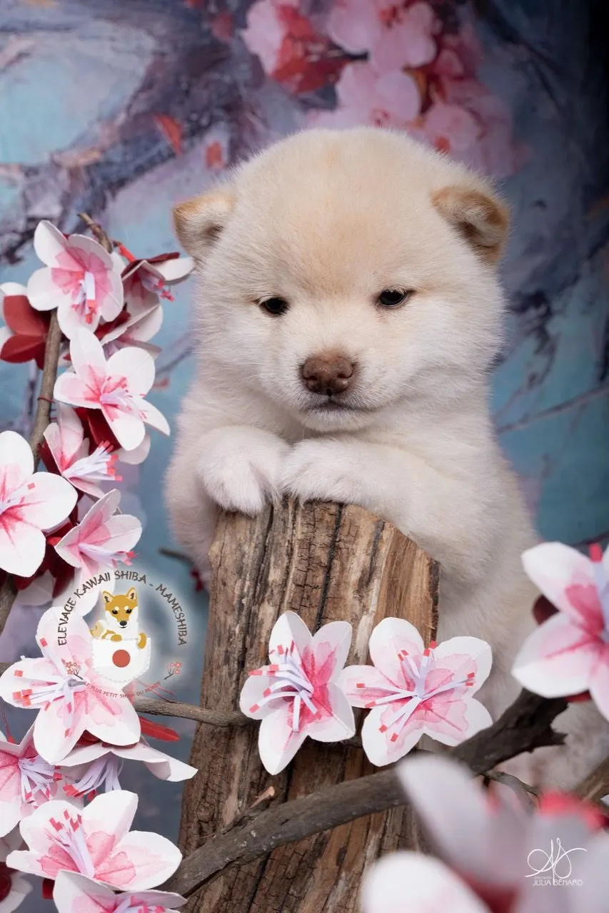 IKARI, chiot Mameshiba de l'élevage Kawaii Shiba - photo 1