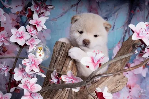 IKARI, chiot Mameshiba de l'élevage Kawaii Shiba - photo 2