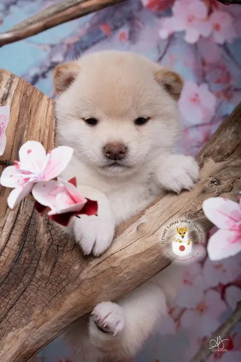IKARI, chiot Mameshiba de l'élevage Kawaii Shiba - photo 3