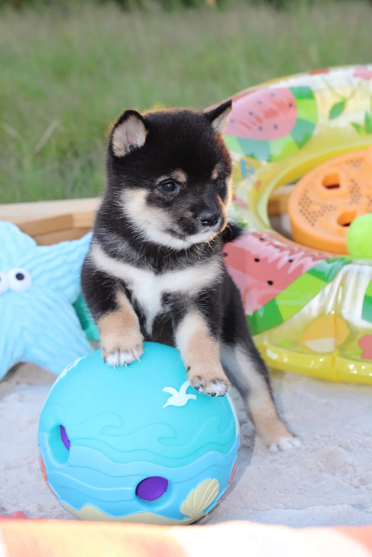 YOSHI, chiot Mameshiba de l'élevage Kawaii Shiba - photo 1