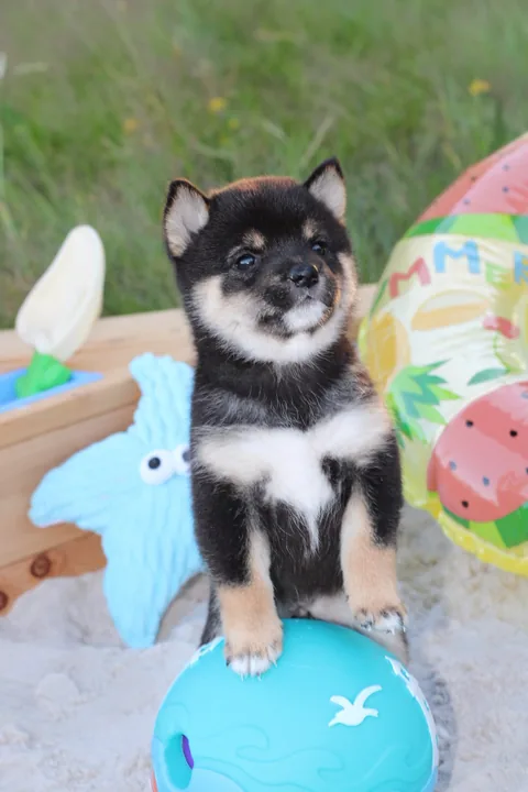 YOSHI, chiot Mameshiba de l'élevage Kawaii Shiba - photo 2