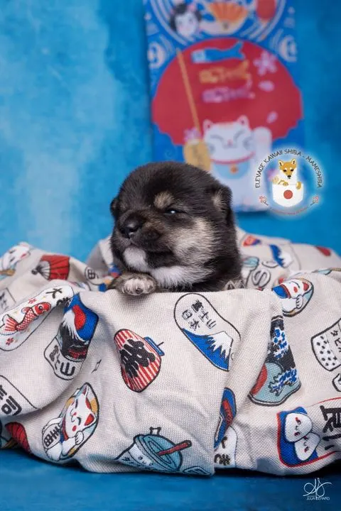 YOSHI, chiot Mameshiba de l'élevage Kawaii Shiba - photo 2