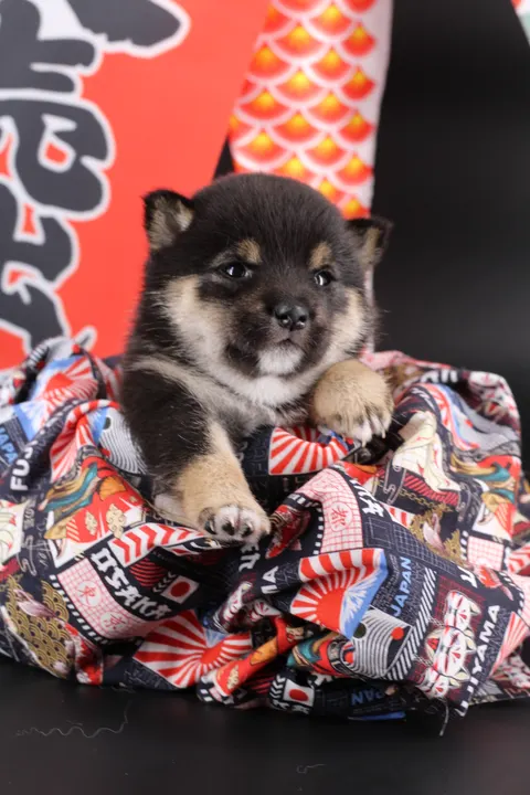 YOSHI, chiot Mameshiba de l'élevage Kawaii Shiba - photo 3