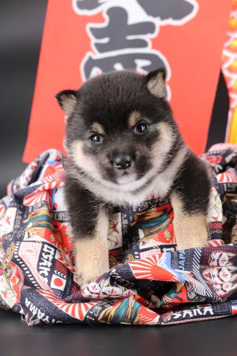 YOSHI, chiot Mameshiba de l'élevage Kawaii Shiba - photo 4