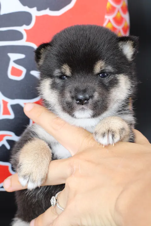YOSHI, chiot Mameshiba de l'élevage Kawaii Shiba - photo 5