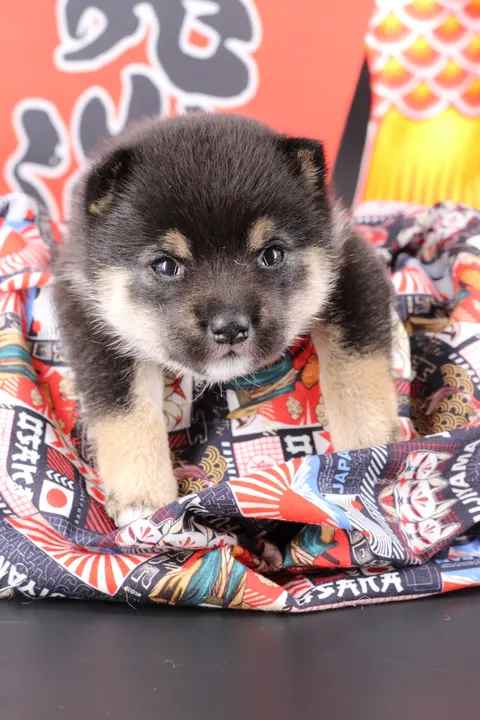YOSHI, chiot Mameshiba de l'élevage Kawaii Shiba - photo 6
