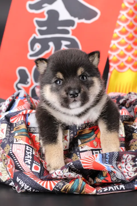 YOSHI, chiot Mameshiba de l'élevage Kawaii Shiba - photo 7