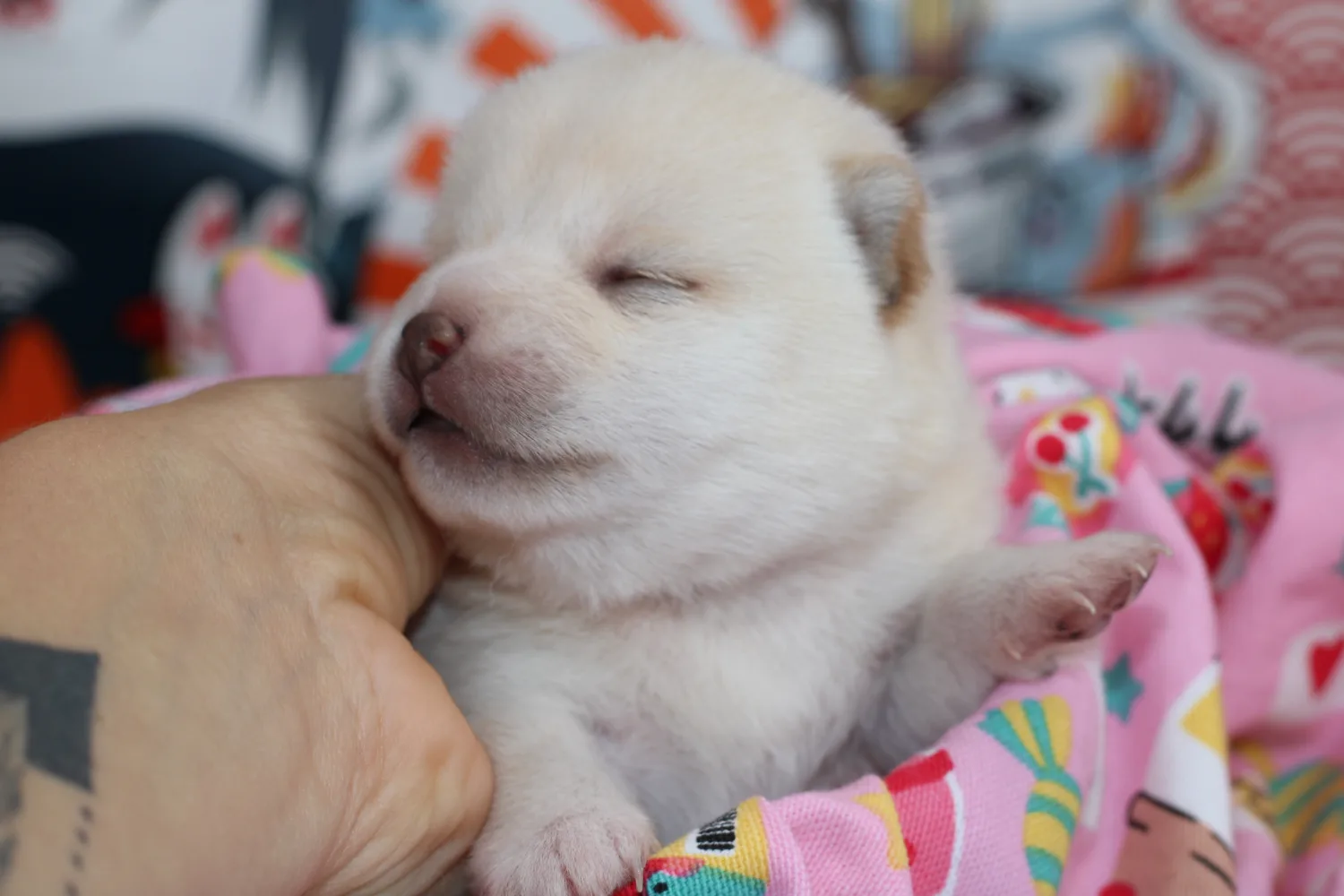 Airisu, très jeune chiot Mameshiba blanc, allongée sur un tissu rose à motifs japonais