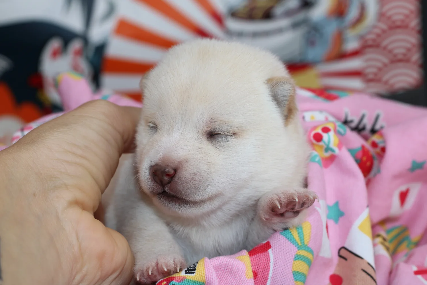 Gros plan d'Airisu, chiot Mameshiba blanc reposant dans son nid rose