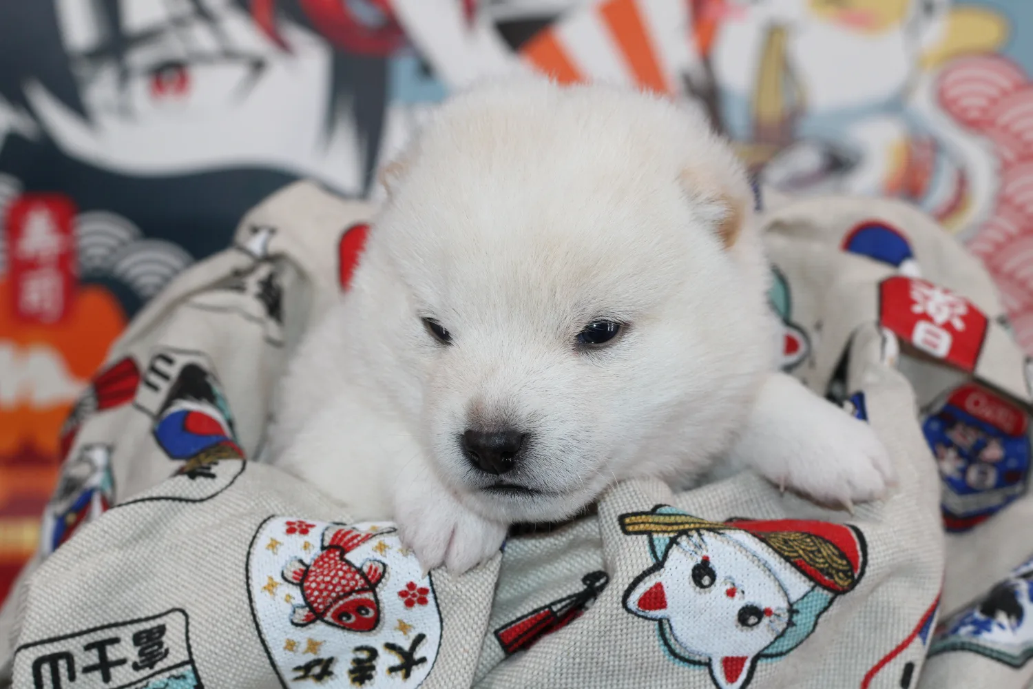 Akiro, très jeune chiot Mameshiba blanc, éveillé sur une couverture à motifs japonais