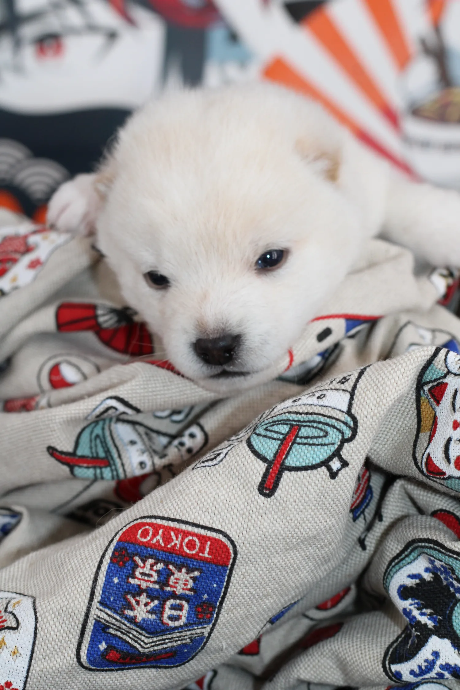 Akiro, chiot Mameshiba blanc, se reposant sur une couverture grise à motifs