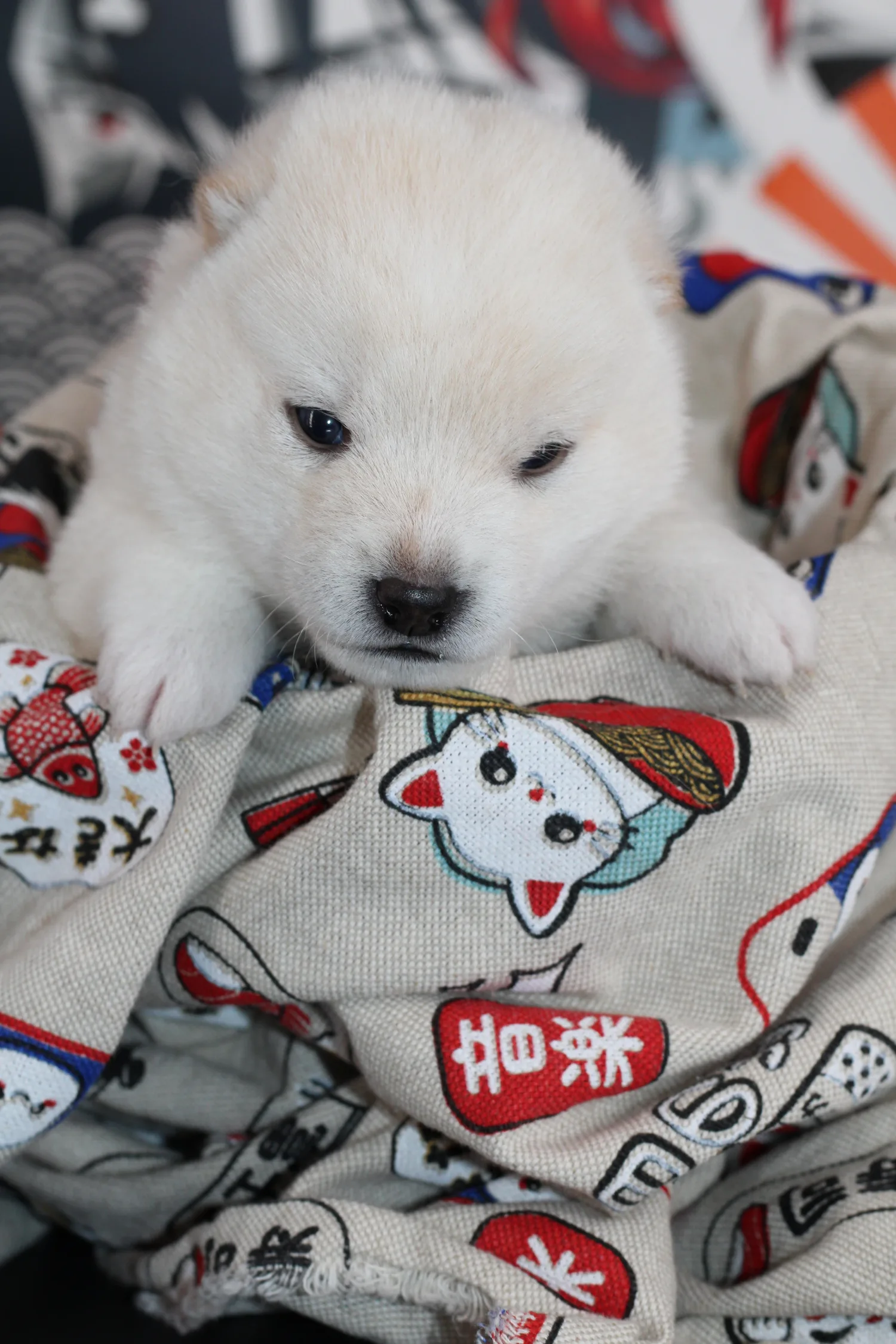 Portrait d'Akiro, chiot Mameshiba blanc, installé sur une couverture japonaise