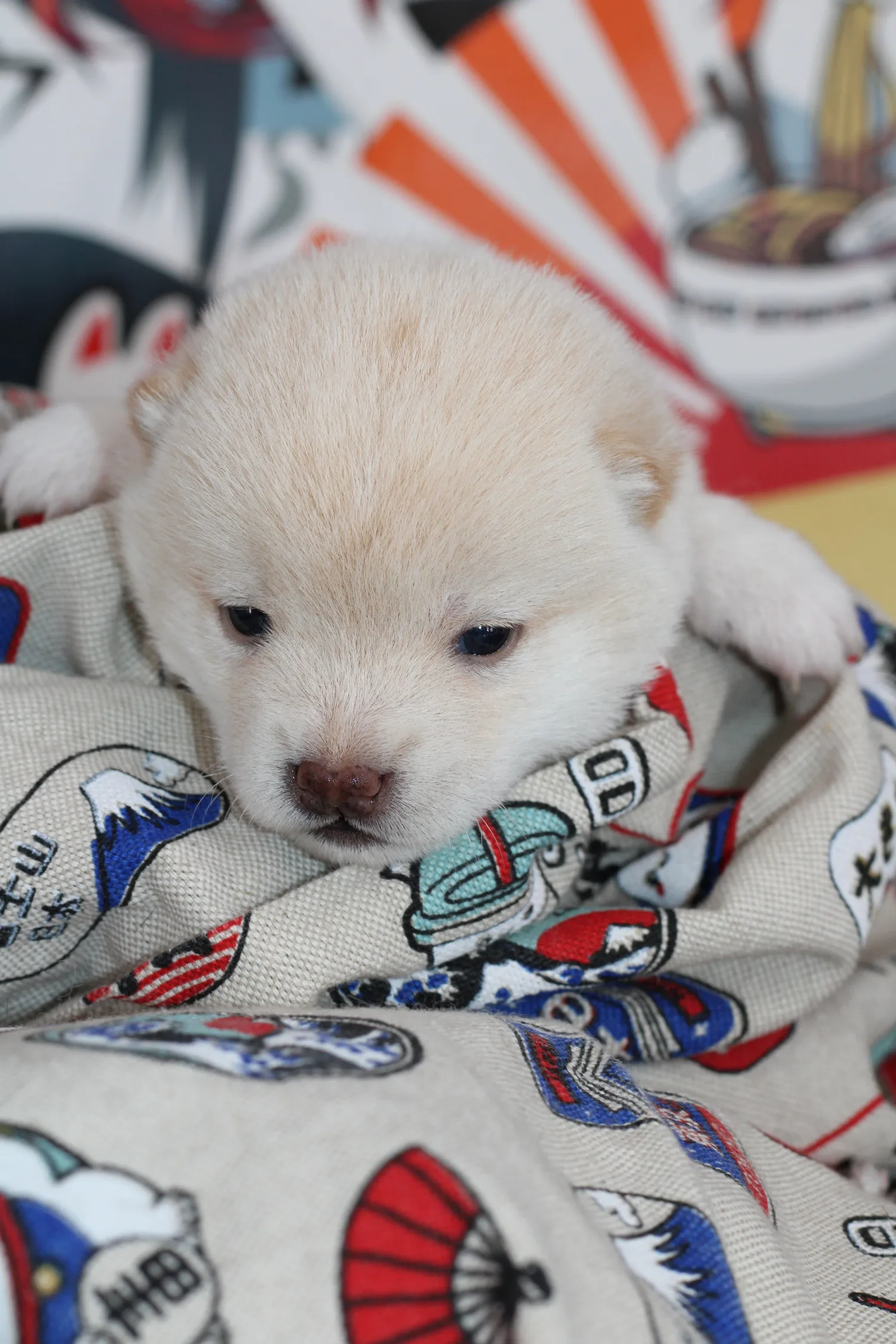 Hotaru, très jeune chiot Mameshiba blanc, allongé sur une couverture à motifs