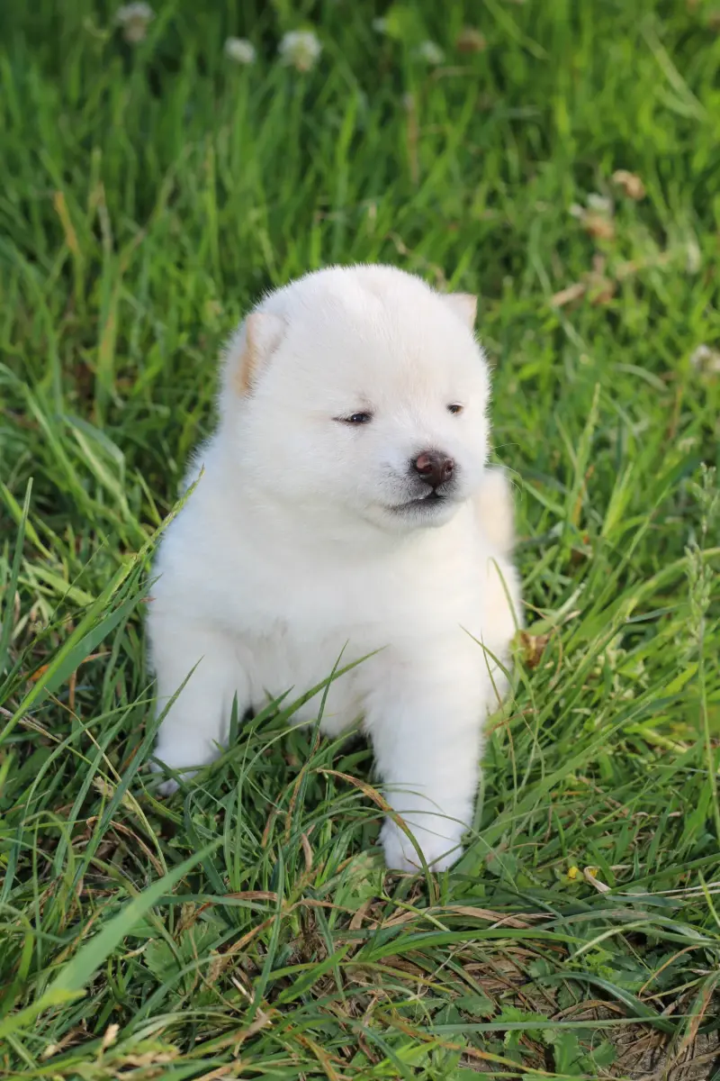 HOTARU, chiot Mameshiba de l'élevage Kawaii Shiba - photo 2