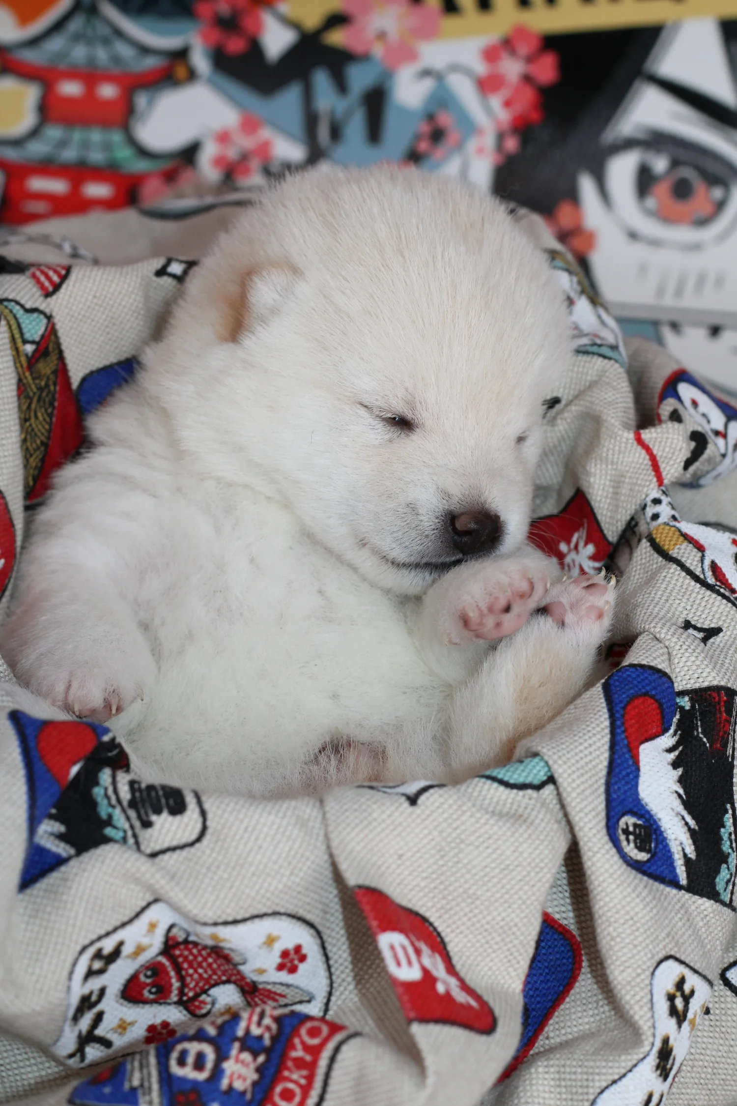 Hotaru, chiot Mameshiba blanc, endormi dans son nid à motifs japonais