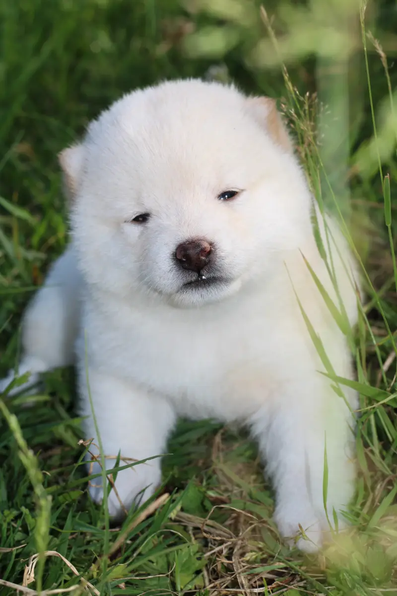 HOTARU, chiot Mameshiba de l'élevage Kawaii Shiba - photo 3
