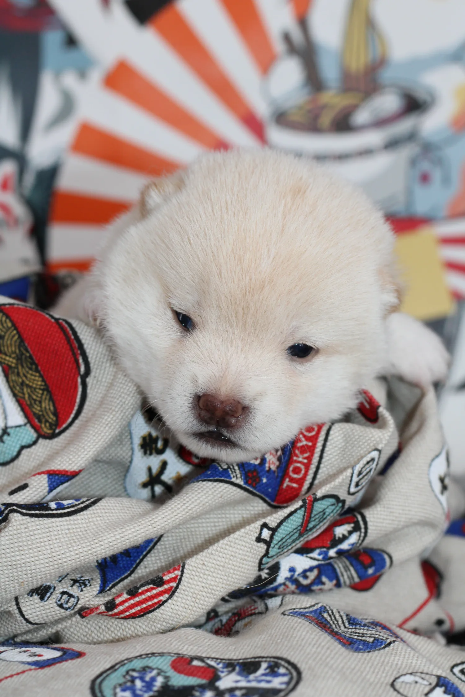 Hotaru, très jeune chiot Mameshiba blanc, observant son environnement