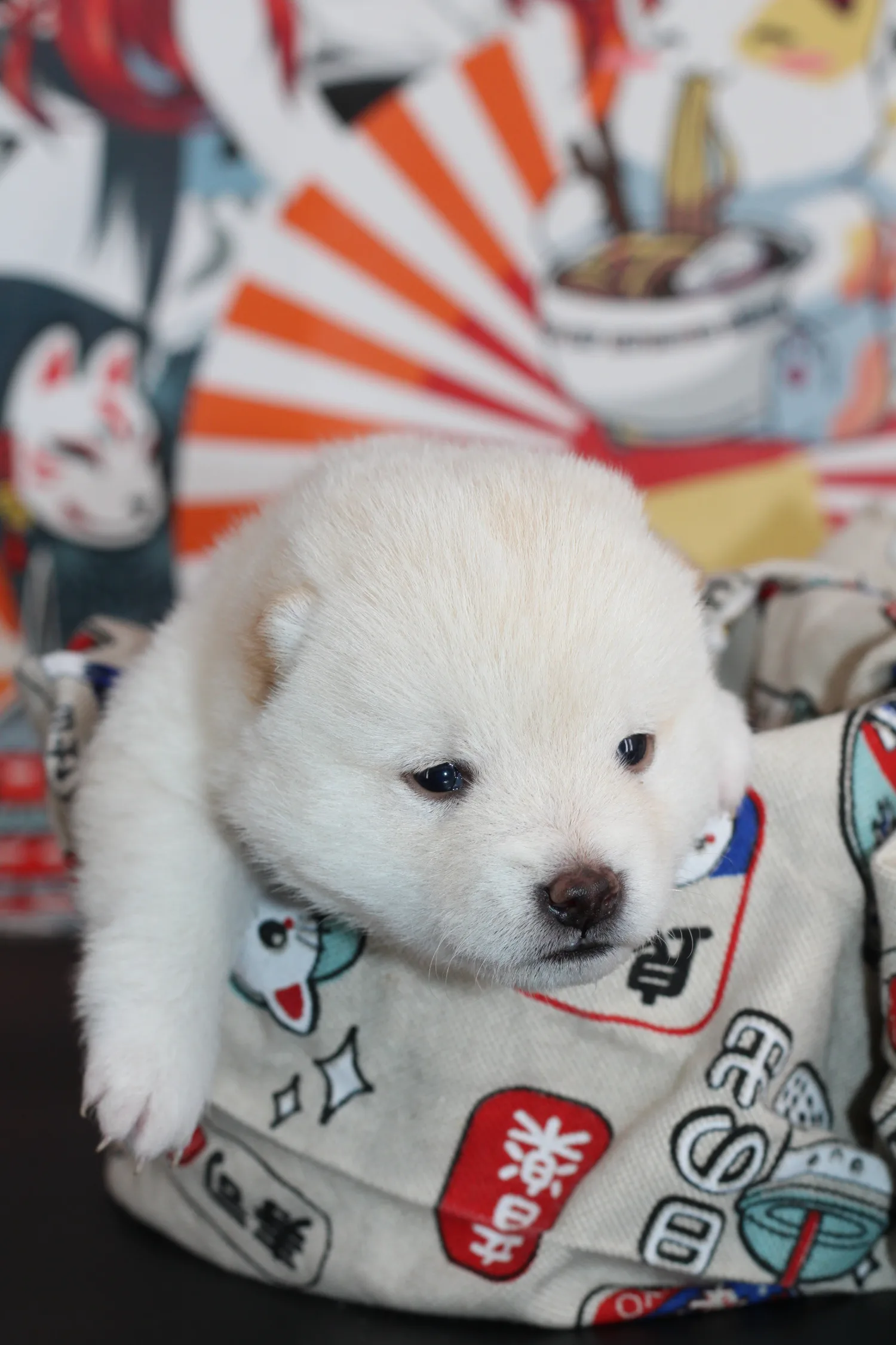Ikari, très jeune chiot Mameshiba blanc, assis sur une couverture à motifs