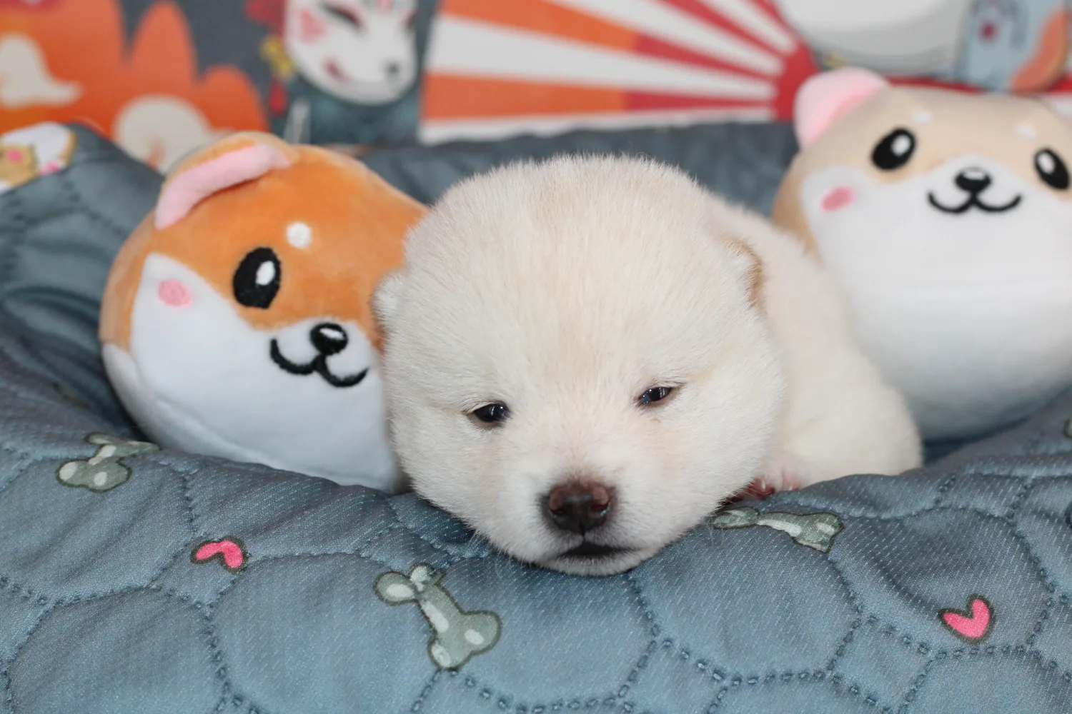 Ikari, chiot Mameshiba blanc, entouré de coussins sur un plaid gris