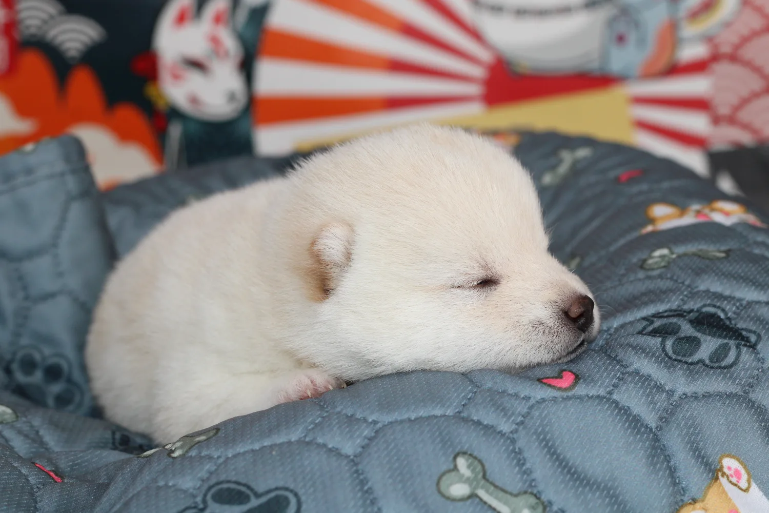 Ikari, chiot Mameshiba blanc, endormi sur un plaid gris