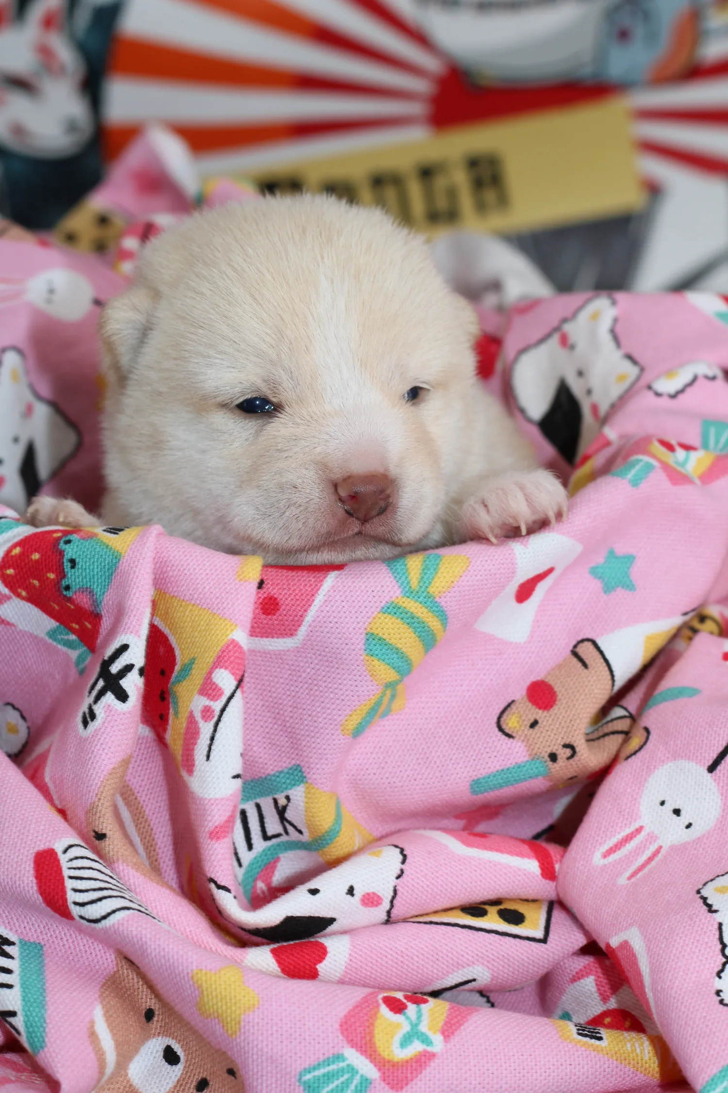 Kenshiro, très jeune chiot Mameshiba blanc, reposant dans un nid rose