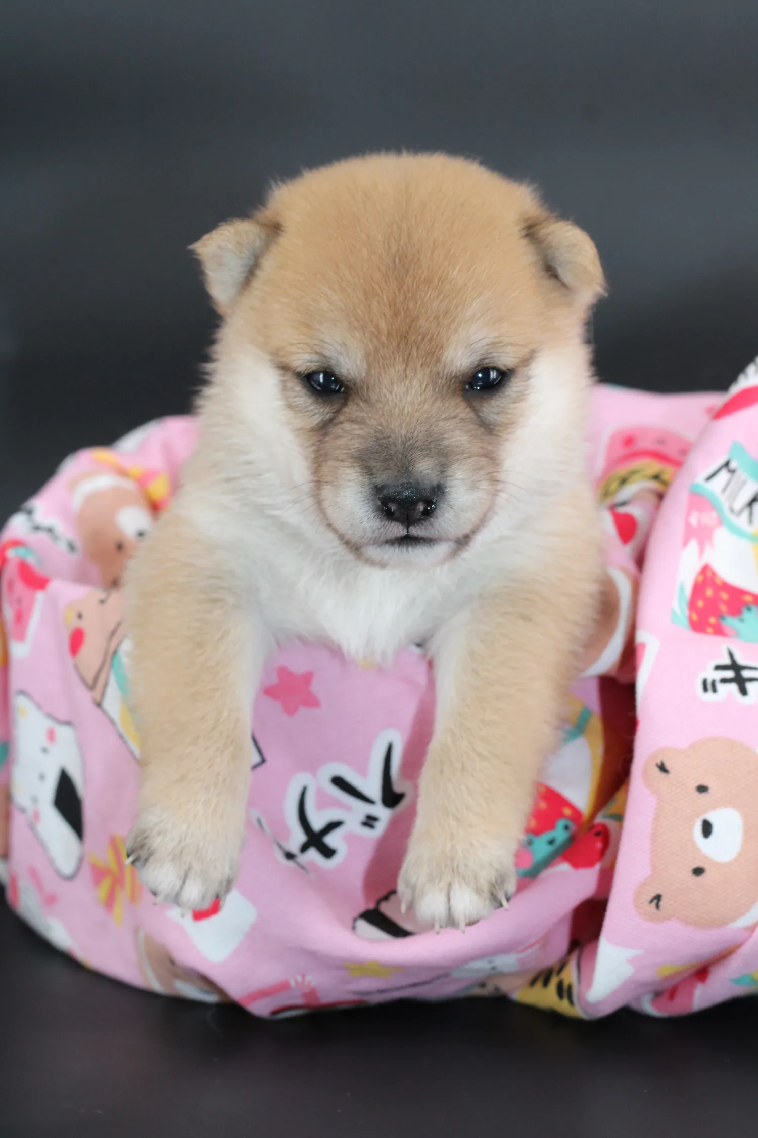 MITSUKI, chiot Mameshiba de l'élevage Kawaii Shiba - photo 1