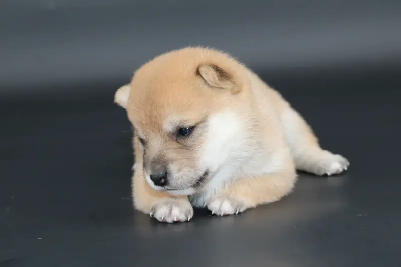 MITSUKI, chiot Mameshiba de l'élevage Kawaii Shiba - photo 2