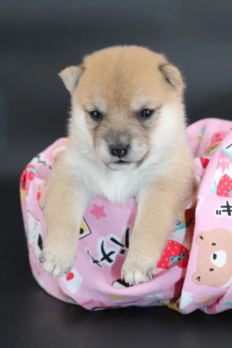 MITSUKI, chiot Mameshiba de l'élevage Kawaii Shiba - photo 3