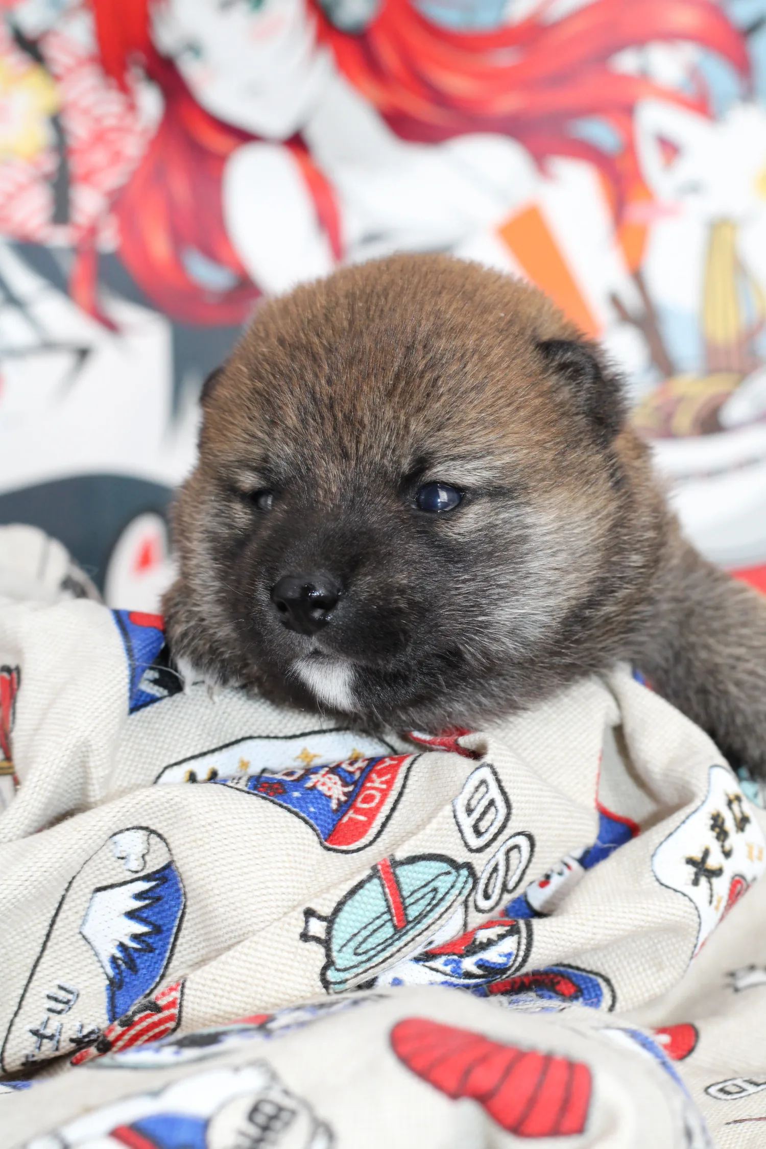 KENSHI, chiot Mameshiba de l'élevage Kawaii Shiba - photo 1