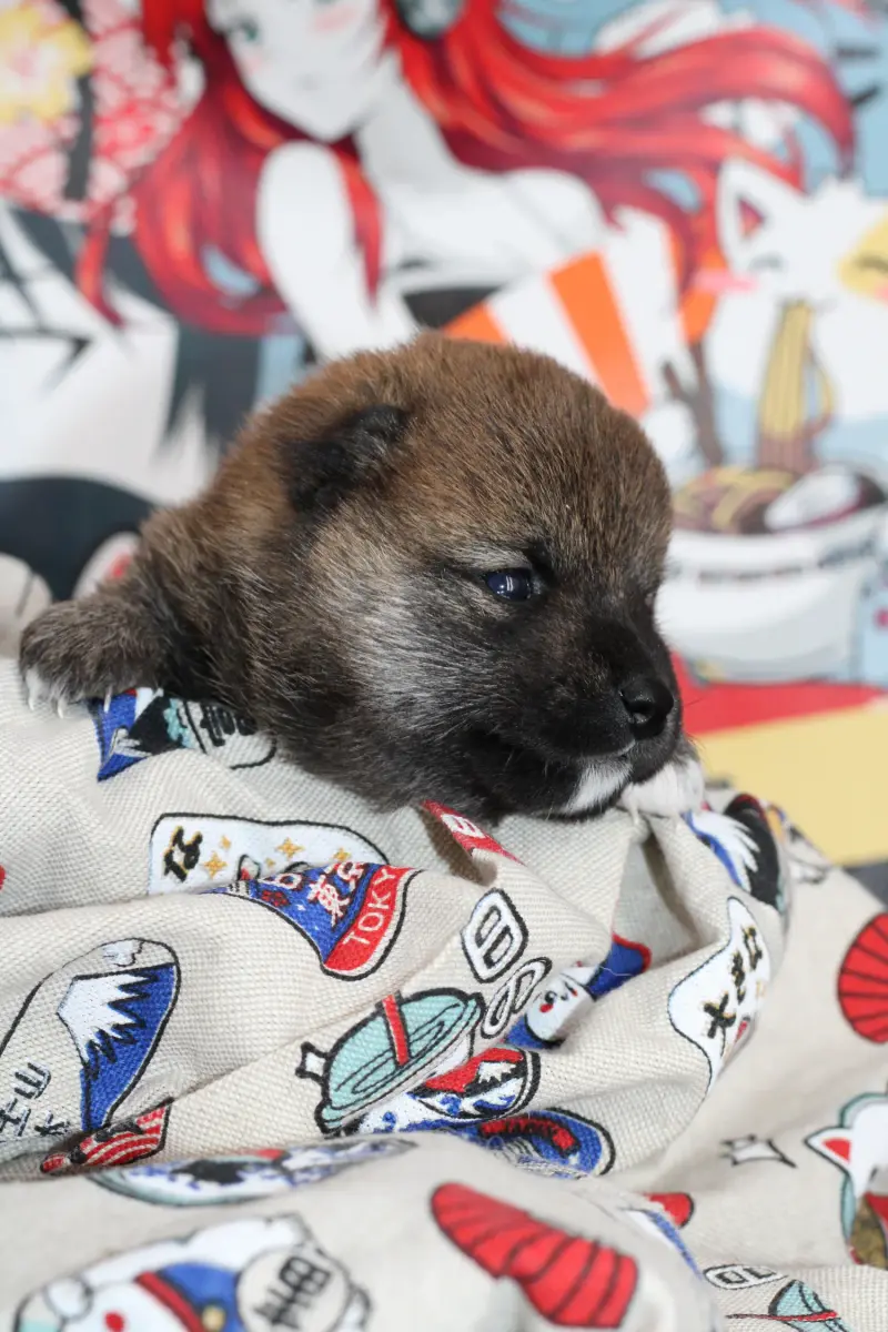 KENSHI, chiot Mameshiba de l'élevage Kawaii Shiba - photo 2
