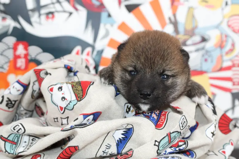 KENSHI, chiot Mameshiba de l'élevage Kawaii Shiba - photo 3